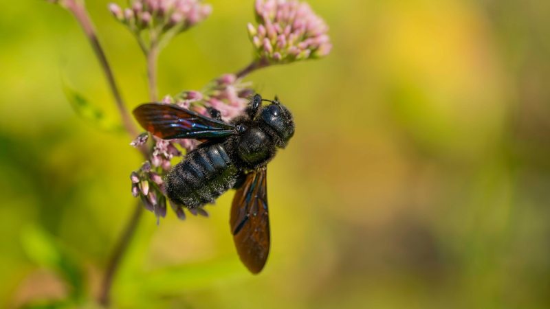 Blauschwarze Holzbienen zählen zu den größten Wildbienen in Deutschland.
