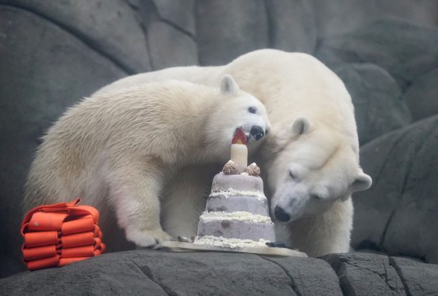 Hmmm, lecker! Eisbärenmädchen Anouk feiert ihren ersten Geburtstag im Tierpark Hagenbeck und verspeist zur Feier des Tages eine Torte.