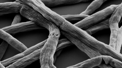Bio-Stromkabel zur „Mikrobe des Jahres 2024“ gekürt