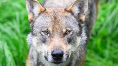 EU-Kommission will Schutzstatus für Wölfe absenken
