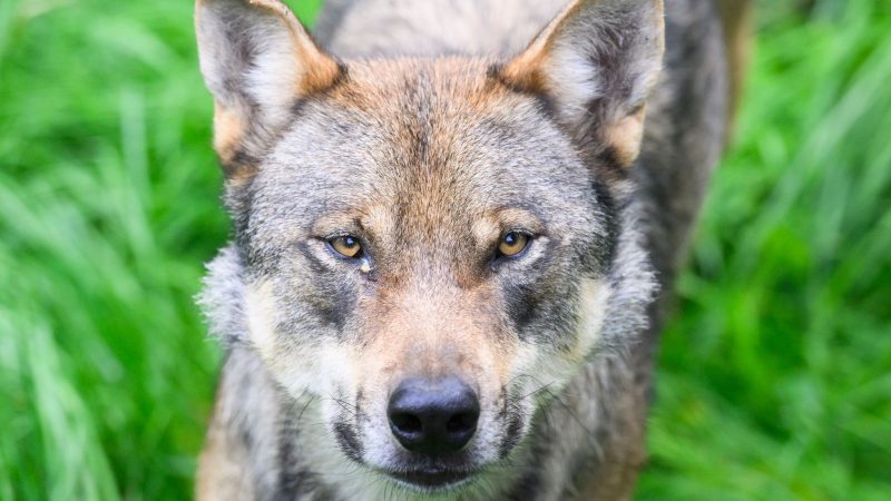 Der Wolf ist zurück.