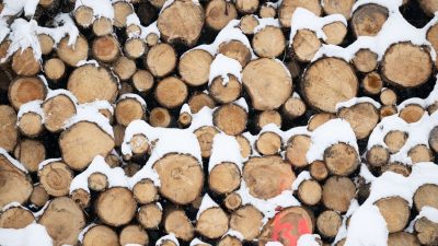 Baumaterial, Ersatz für fossile Produkte und erneuerbare Energiequelle: Holz gewinnt als nachwachsender Rohstoff immer mehr an Bedeutung.