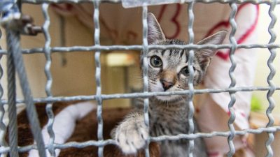 Tierheime verzweifelt: Überfüllt und defizitär ins neue Jahr