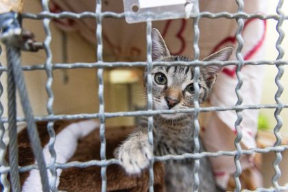 Tierheime verzweifelt: Überfüllt und defizitär ins neue Jahr