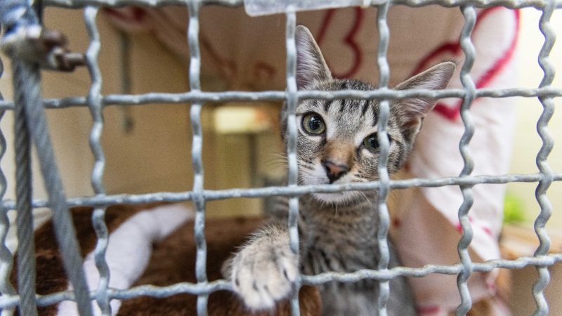 Früher tauschten dann Tierheime in verschiedenen Regionen schon mal Tiere aus - aber jetzt seien eben alle voll.