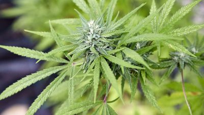 Zum 1. April soll für Erwachsene ab 18 Jahren der Besitz von 25 Gramm Cannabis im öffentlichen Raum erlaubt werden.
