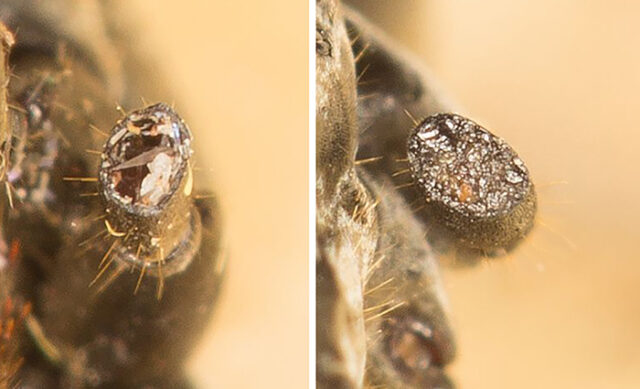 Eine frische Verletzung (links) erscheint eine Stunde nach der Behandlung durch andere Ameisen wie versiegelt (rechts).