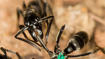 Ameisen erkennen infizierte Wunden und behandeln sie