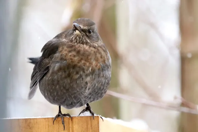Wintervögel in Deutschland: die Amsel