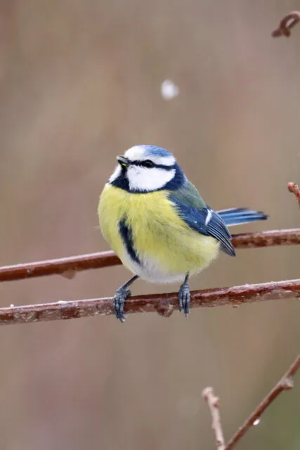 Wintervögel in Deutschland: die Blaumeise