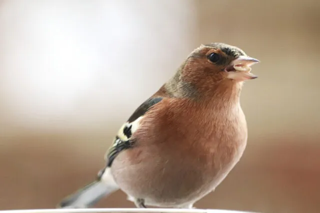 Wintervögel in Deutschland: der Buchfink