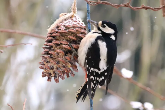 Wintervögel in Deutschland: der Buntspecht