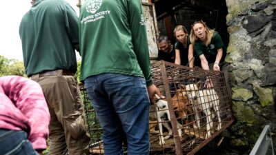 Indonesiens Polizei fängt Lkw mit mehr als 220 für Schlachthaus bestimmten Hunden ab