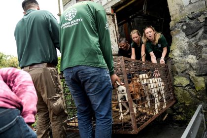 Indonesiens Polizei fängt Lkw mit mehr als 220 für Schlachthaus bestimmten Hunden ab