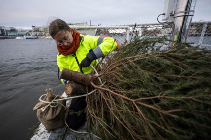 Neues Leben für ausrangierte Tannenbäume als Wohnstätte für Stockholms Fische