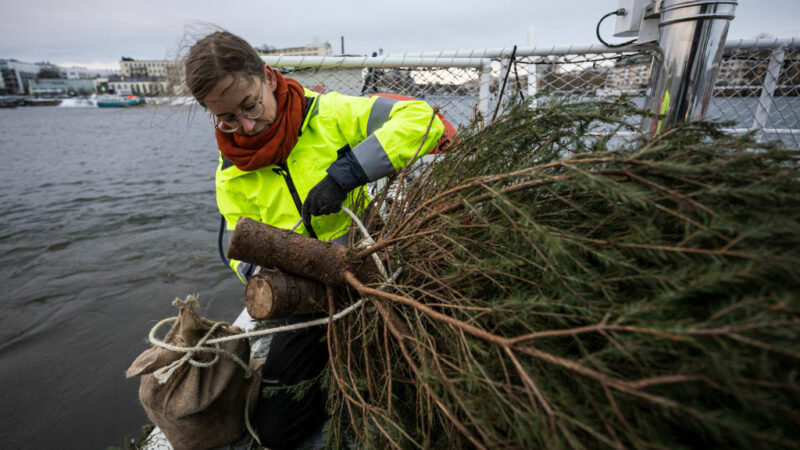 Neues Leben für ausrangierte Tannenbäume als Wohnstätte für Stockholms Fische