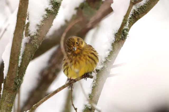 Wintervögel in Deutschland: die Goldammer