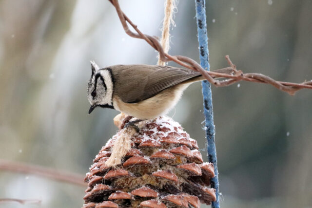 Wintervögel in Deutschland: die Haubenmeise