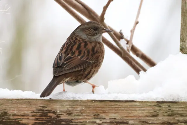 Wintervögel in Deutschland: die Heckenbraunelle