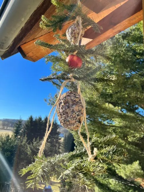 Vogelknödel als Futterkette