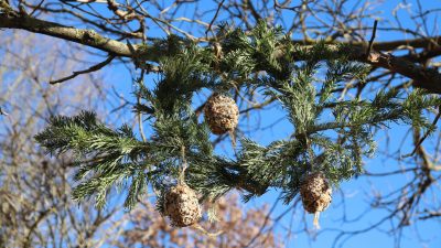 Vogelknödel als Futterkranz