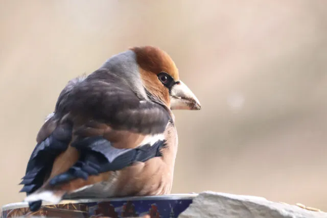 Wintervögel in Deutschland: der Kernbeißer