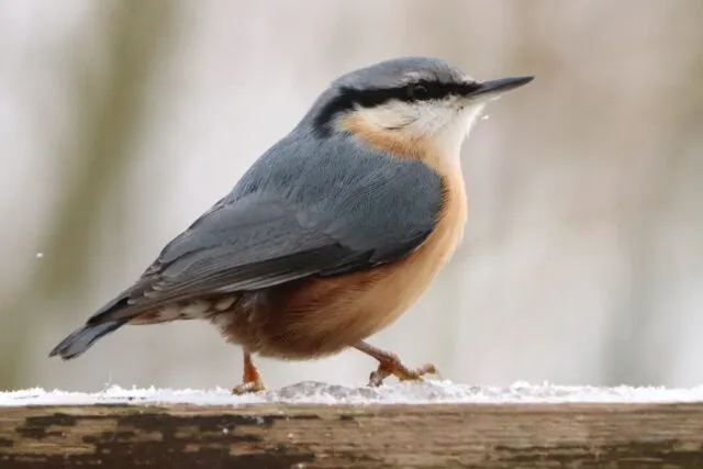 Wintervögel in Deutschland: der Kleiber