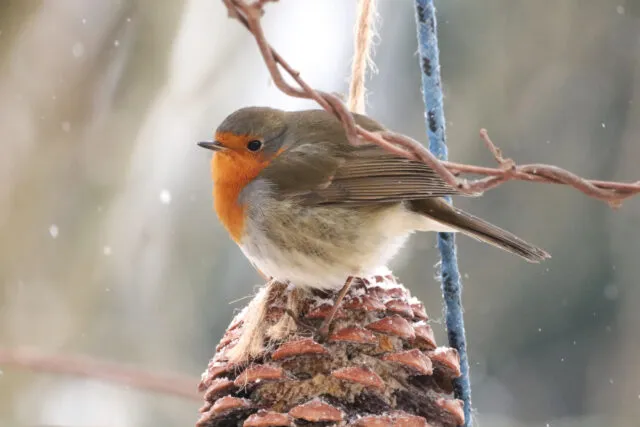 Wintervögel in Deutschland: das Rotkehlchen