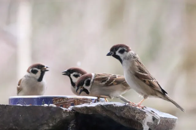 Wintervögel in Deutschland: die Feldsperlinge