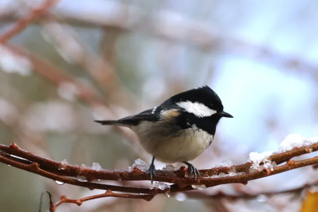 Wintervögel in Deutschland: die Tannenmeise