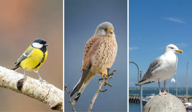 Vögel die Landsharing bevorzugen