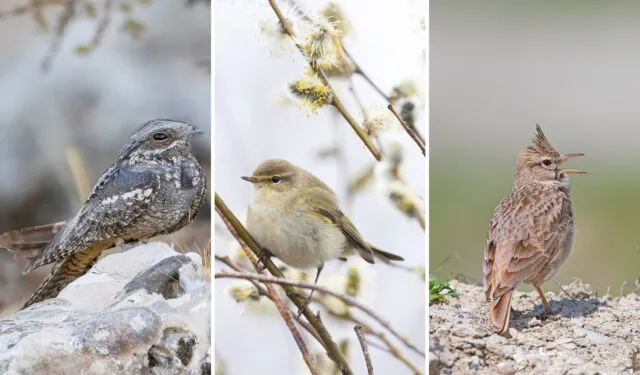 Vögel die Landsparing bevorzugen