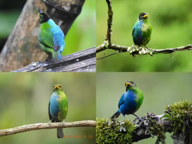 Kappennaschvogel
