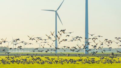 Erneuerbare Energien sind Tag und Nacht eine Gefahr für Wildtiere