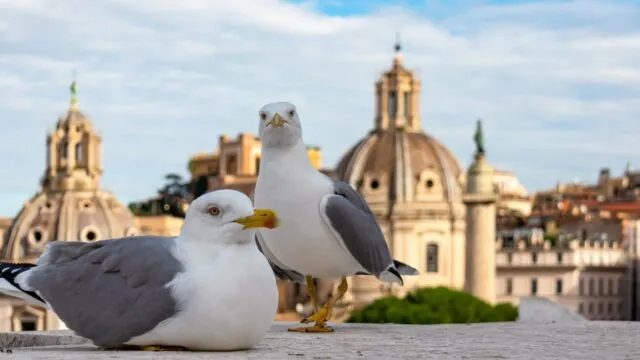 Gestaltung von städtischen Grünflächen bestimmt die Art der Vögel