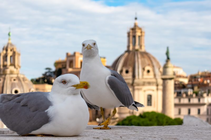 Gestaltung von städtischen Grünflächen bestimmt die Art der Vögel