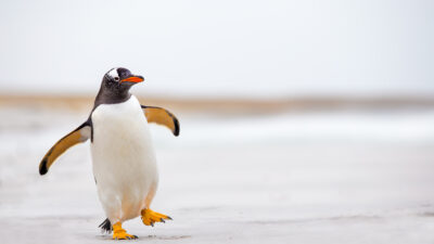 Vogelgrippe bei Pinguinen auf Falklandinseln nachgewiesen