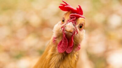 Forscher könnten aus Hühnern bald Frösche, Fische oder Chamäleons machen