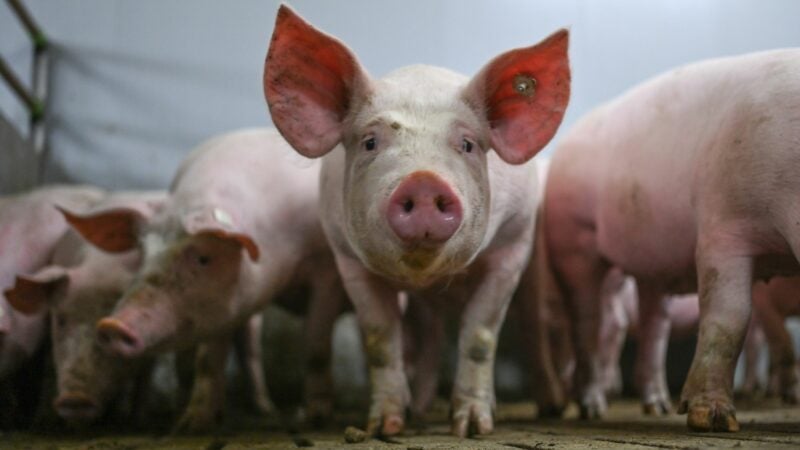 Ab 1. Februar gelten in den Kühltheken erweiterte Pflichtangaben zur Herkunft von Fleischwaren.