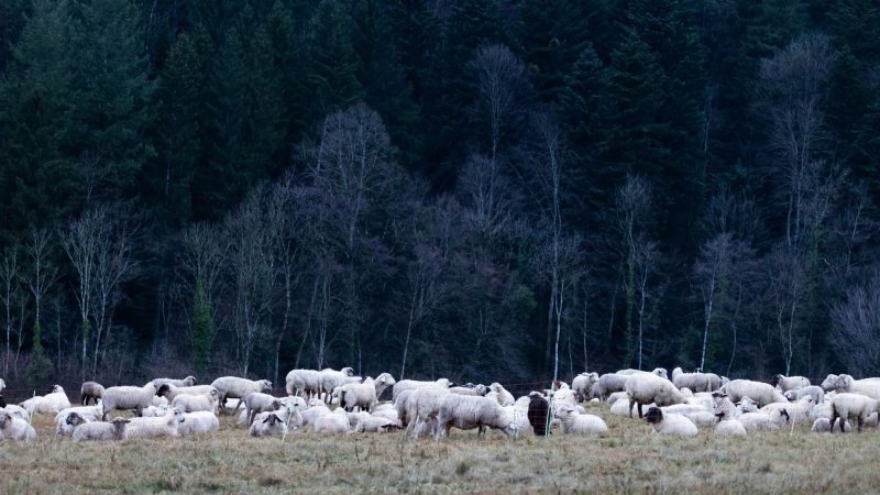 Schafe auf einer Weide im Hochschwarzwald.