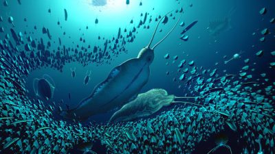 Raubwurm: Schrecken der Meere vor über 500 Millionen Jahren