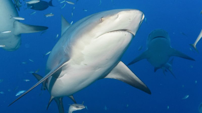 Wieder Hai-Angriff vor Südaustralien