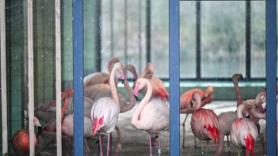 Rutschgefahr: Zoo schützt Tiere vor Eis und Glätte