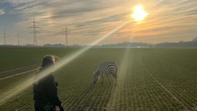 Polizei fängt entlaufenes Zebra ein