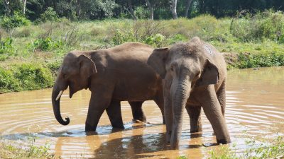 CSU warnt bei Elefanten: „Es ist diplomatische Gepflogenheit, Geschenke anderer Länder anzunehmen“