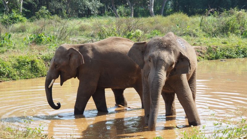 Elefanten werden in vielen Ländern als heilig verehrt.