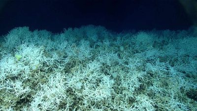 Riesiges Kaltwasser-Korallenriff vor US-Ostküste entdeckt