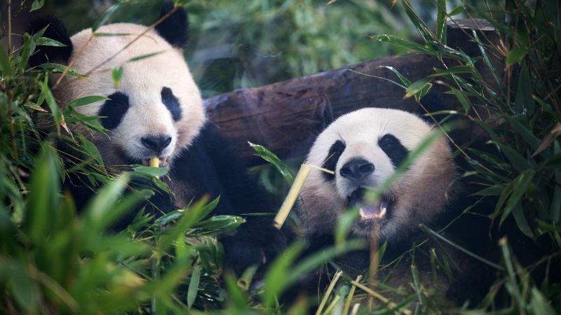 Pandabären ernähren sich am liebsten von Bambus.