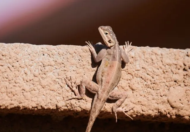 Kletterkünstler: Seit 50 Millionen Jahren besiedeln Geckos die Erde und gehören damit zu den ältesten Tieren der Welt.