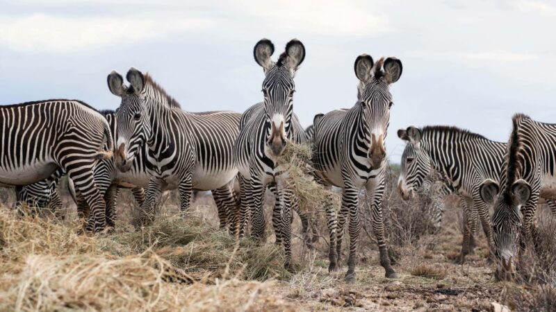 Seltenes Zebra-Fohlen im Nürnberger Tiergarten geboren